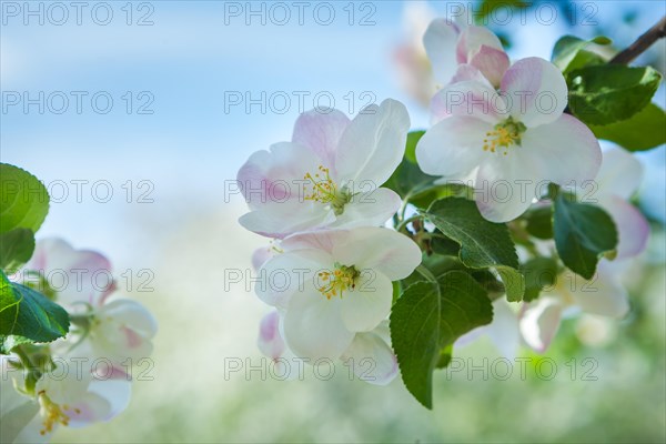 Branch of a blossoming apple tree