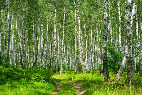 Birch forest