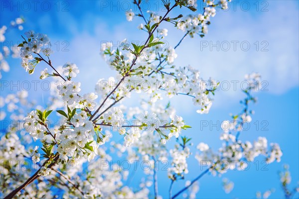 Large branch of the cherry tree in bloom insagram sttile