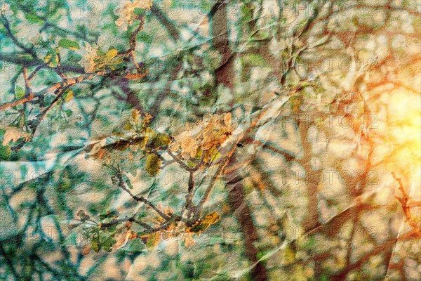 Blossoming branches of apple tree at sunrise with texture of old crumpled paper instagram style