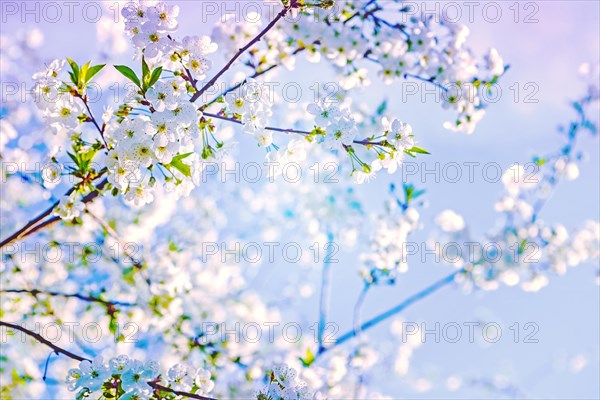 Blossoming branch of cherry tree on blurred background with abstract colours instagram style