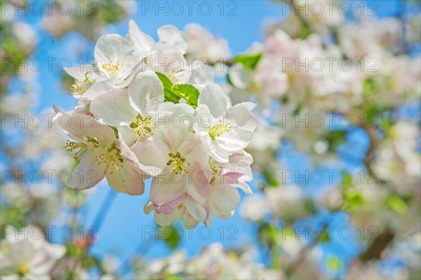 Small branch of a blossoming apple tree on a background of blurred branches