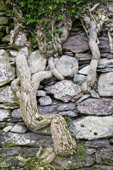 Ivy trunk between an old castle wall