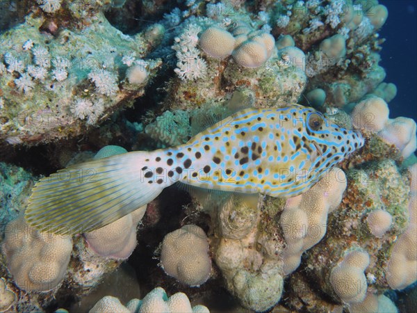 Scrawled filefish