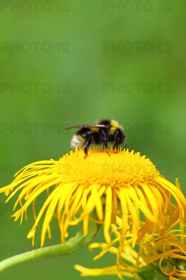 Common carder-bee