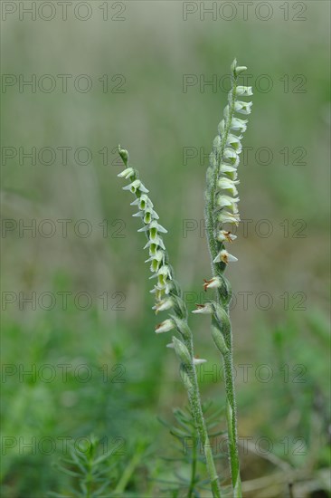 Autumn helleborine