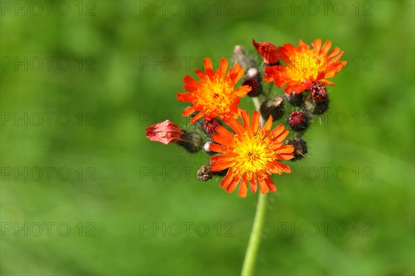 Fox-and-cubs