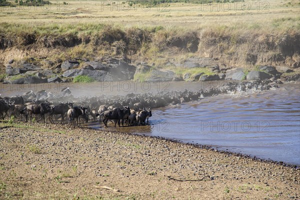 Wildebeest