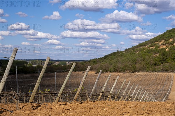 Landscape of vineyards in the Ribera del Duero appellation area in the spring in the province of Valladolid in Spain
