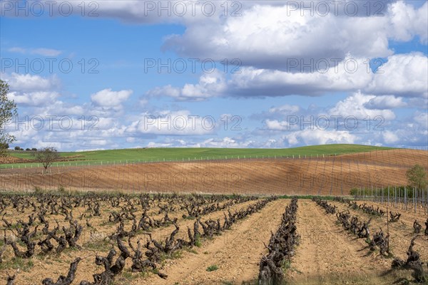 Landscape with vineyards in spring in the designation of origin area of Ribera del Duero wines in Spain