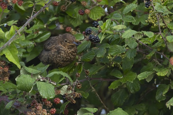 Common blackbird