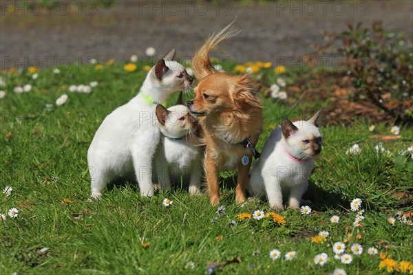 Thai cats and Chihuahua sitting