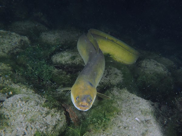 European eel