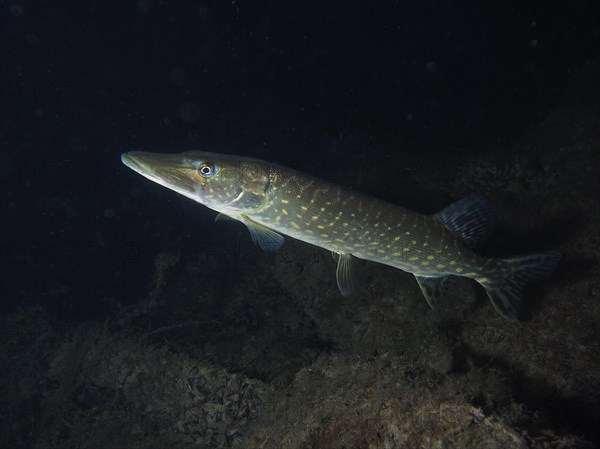 Pike