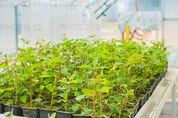 Growing of a plum tree seedlings in greenhouse