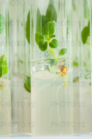 Macro image of a small potato plant in a laboratory tube