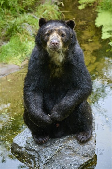 Spectacled bear