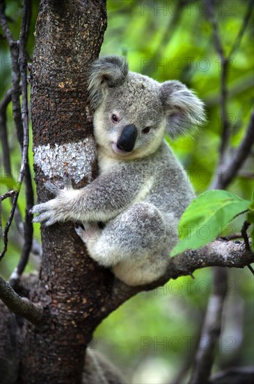 Koala