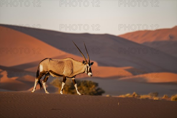 Lone oryx antelope crossing the sand dunes of the Namib Desert in the evening light