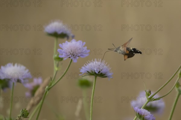 Hummingbird hawk-moth