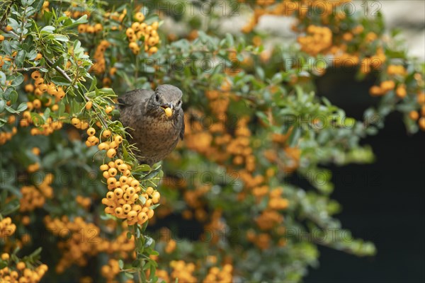 Common blackbird