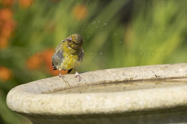 Greenfinch