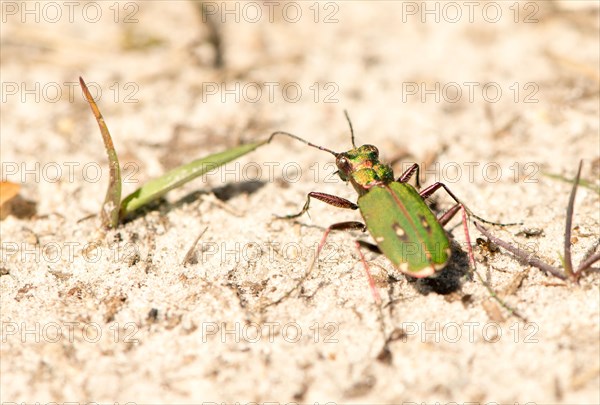 Green tiger beetle