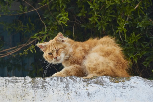 Orange coloured tousled cat on wall