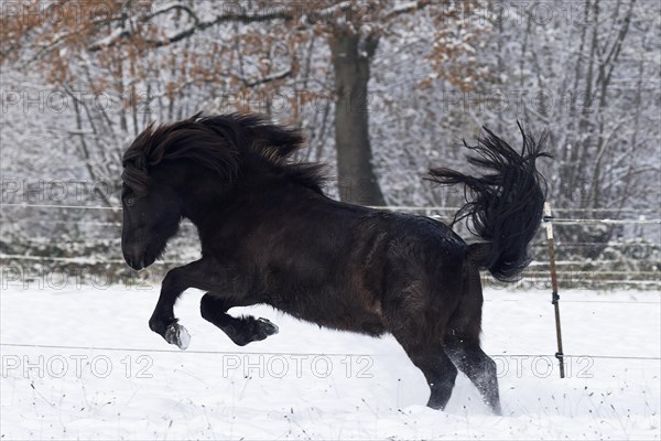 Icelandic horse