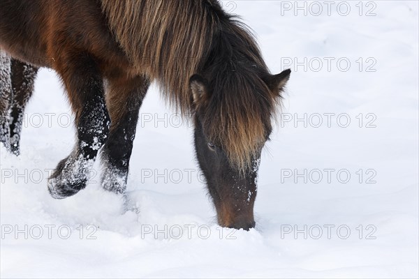 Icelandic horse