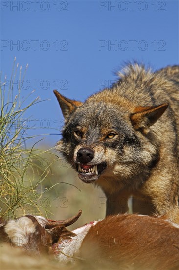 Iberian wolf