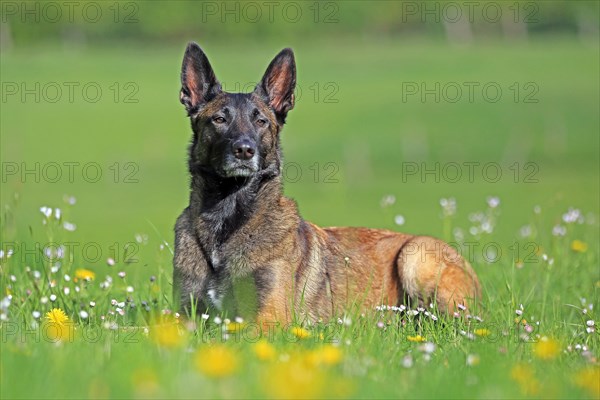 Malinois in flower meadow