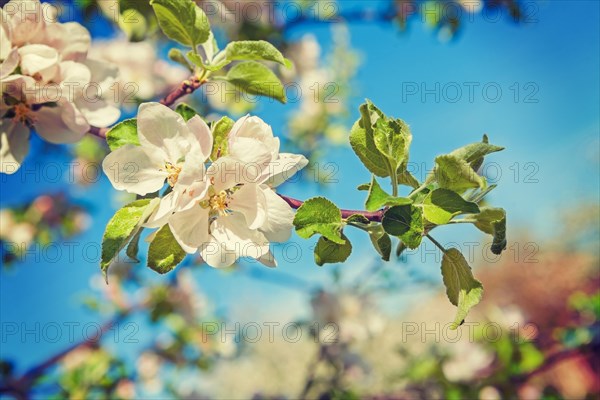 Apple tree blossom floral background instagram style