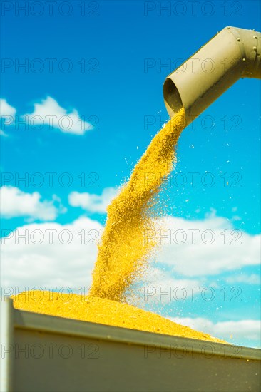 Harvesting wheat