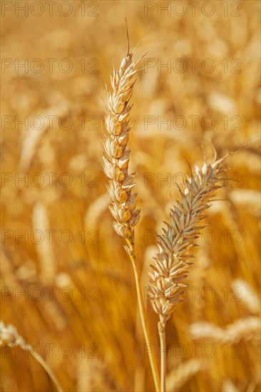 Wheat ears up close