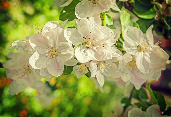 Flowers of apple tree close up view instagram style