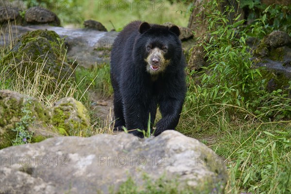 Spectacled bear