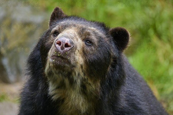 Spectacled bear