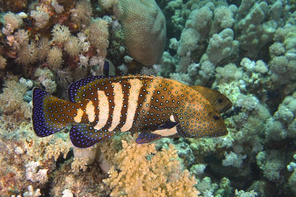 Pair of bluespotted grouper