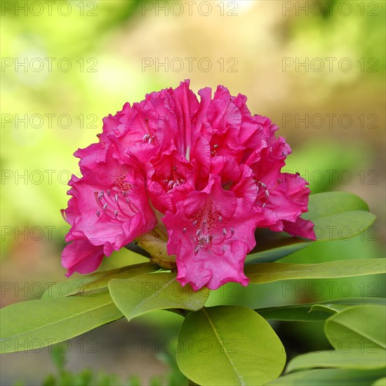 Rhododendron flowers