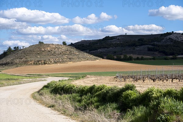 Landscape of vineyards in the Ribera del Duero appellation area in the spring in the province of Valladolid in Spain