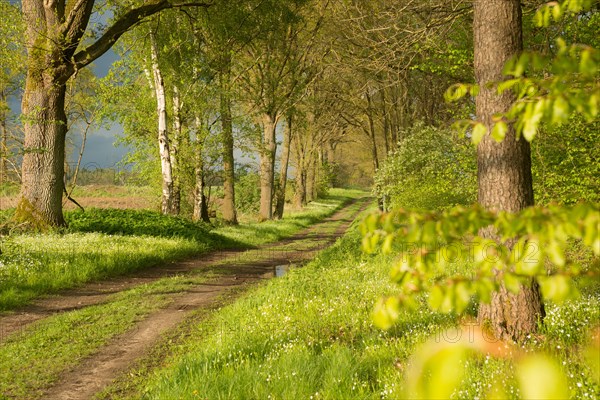 A sunny path or country lane leads atmospherically through a spring-like landscape
