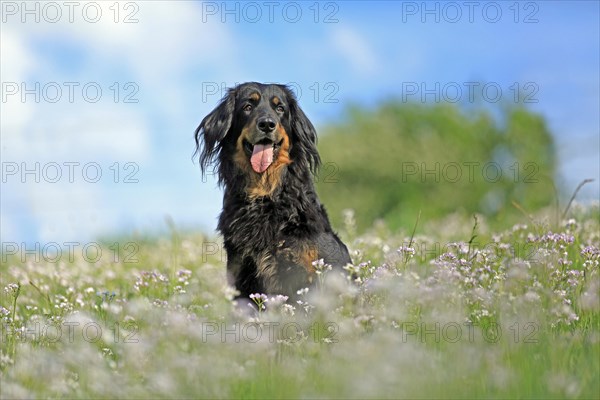 Hovawart sitting in meadow