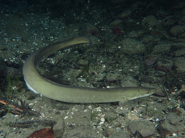 European eel