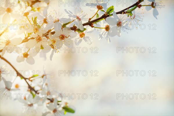 Branch of blossoming cherry tree Close Up Hipster Style Version