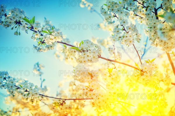 Flovers of cherry instagram style