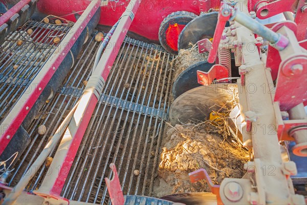 Harvesting the potato the labour element