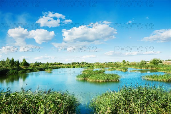 Lake in the forest in summer