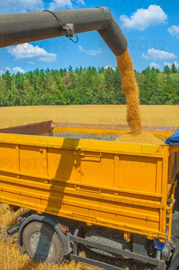 Loading wheat grains during the harvest