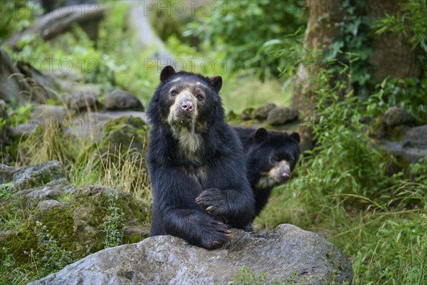 Spectacled bear